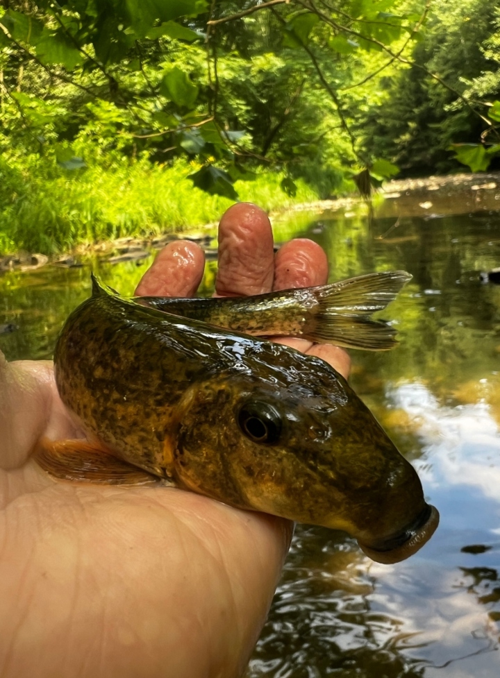 Northern Hog Sucker